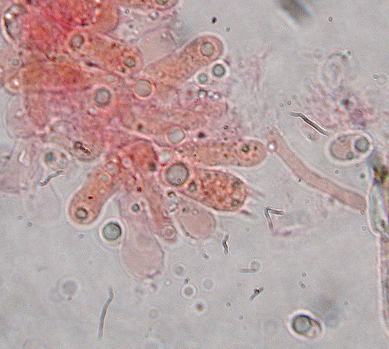 Callistosporium  xanthophyllum